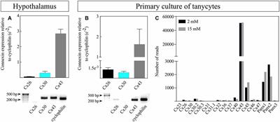 Connexin-43 Gap Junctions Are Responsible for the Hypothalamic Tanycyte-Coupled Network